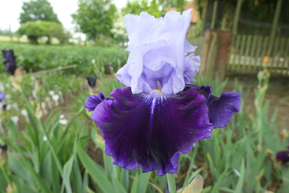 Photo of Tall Bearded Iris (Iris 'High Class') uploaded by Caruso