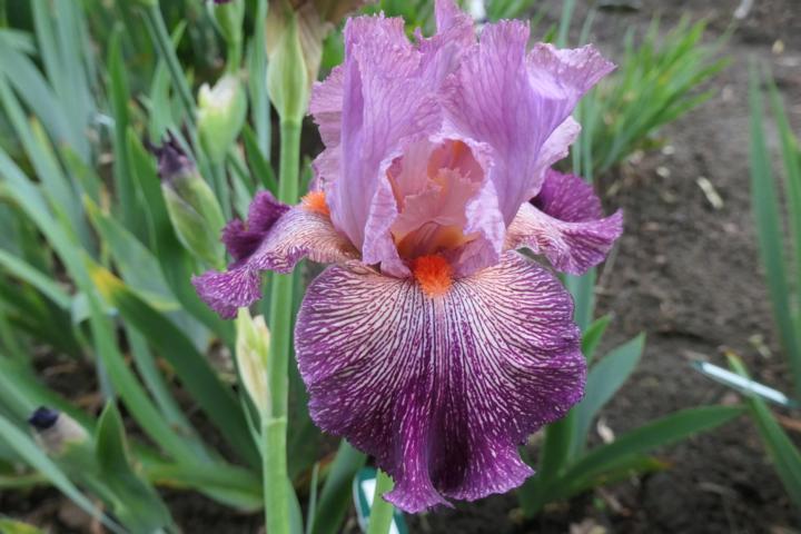 Photo of Tall Bearded Iris (Iris 'Anything Goes') uploaded by Caruso