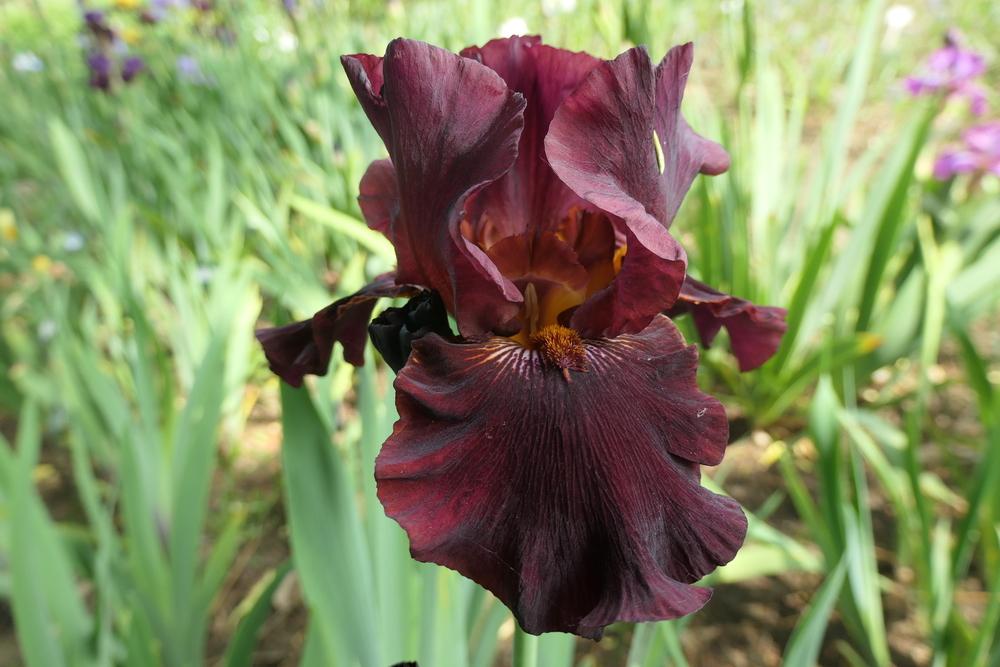 Photo of Tall Bearded Iris (Iris 'Almaden') uploaded by Caruso