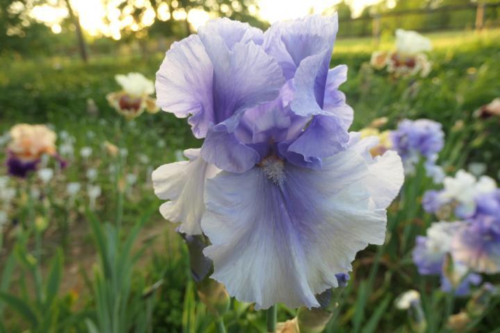 Photo of Tall Bearded Iris (Iris 'Olympiad') uploaded by Caruso