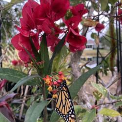 Location: Tampa, Florida
Date: 2022-02-02
A monarch released back to the garden.