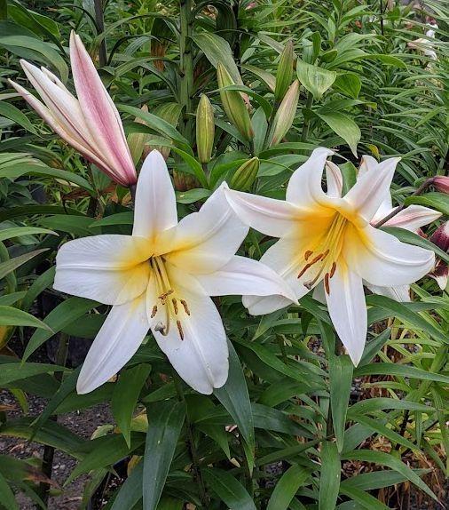 Photo of Lily (Lilium 'High Tea') uploaded by Joy