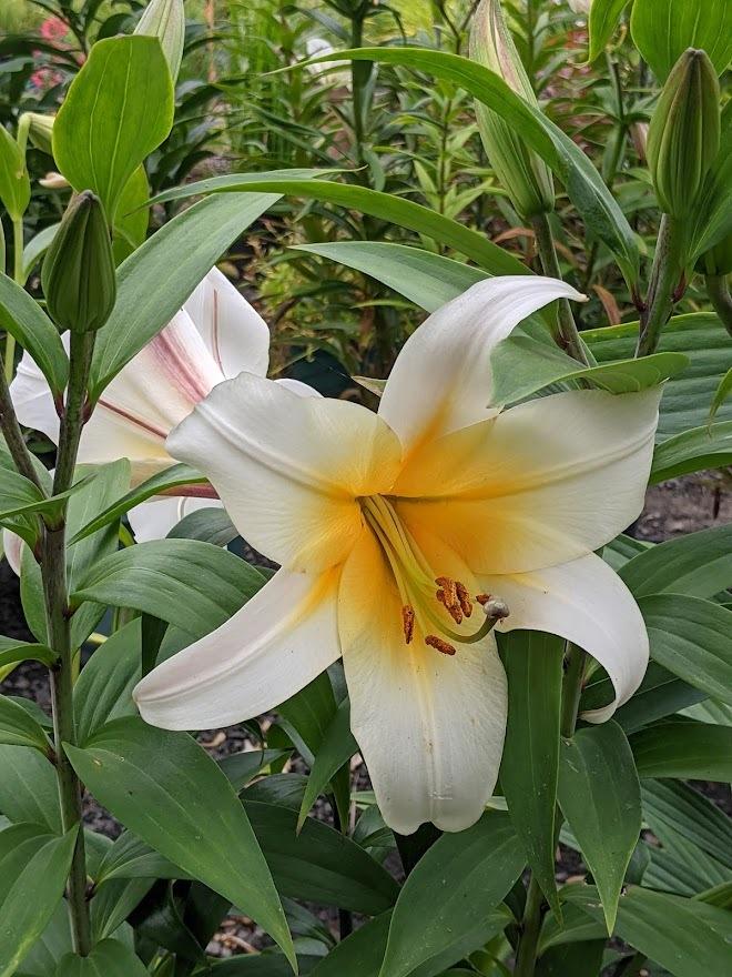 Photo of Lily (Lilium 'High Tea') uploaded by Joy