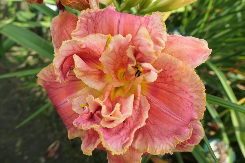 Photo of Daylily (Hemerocallis 'Dorothy and Toto') uploaded by Caruso