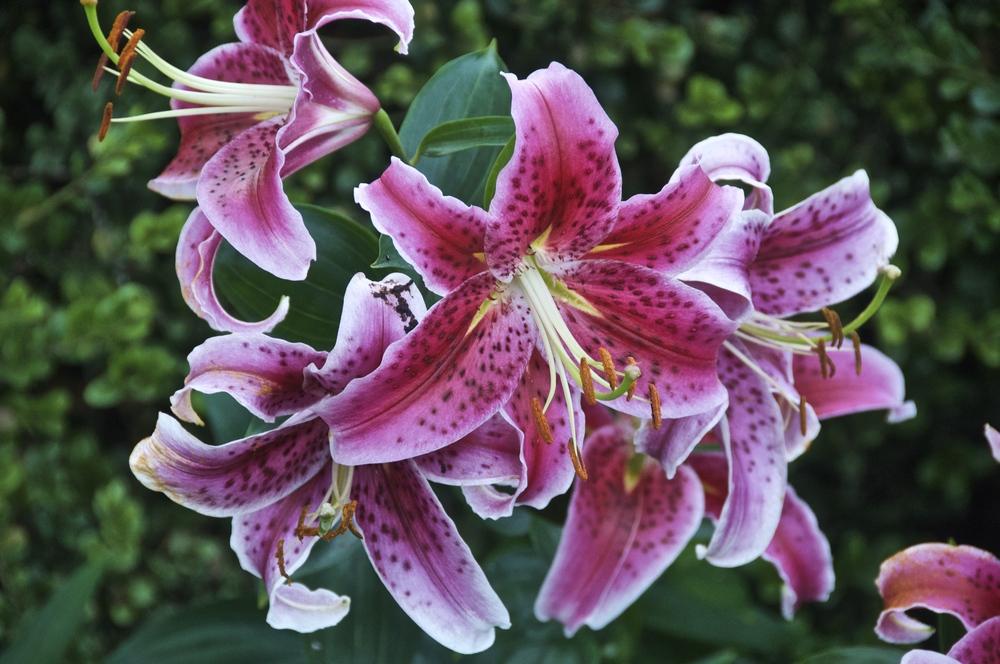 Photo of Oriental Lily (Lilium 'Star Gazer') uploaded by Fleur569