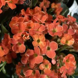 Location: Tampa, Florida
Date: 2022-02-04
Beautiful orange blooms Spotted at our big box store!