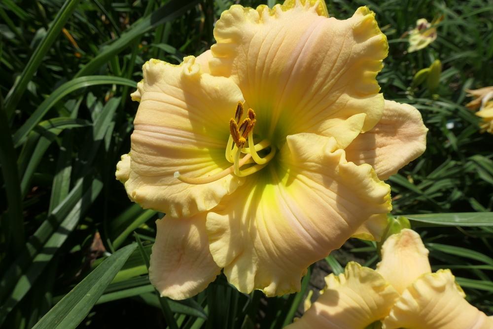 Photo of Daylily (Hemerocallis 'Key Lime Special') uploaded by Caruso