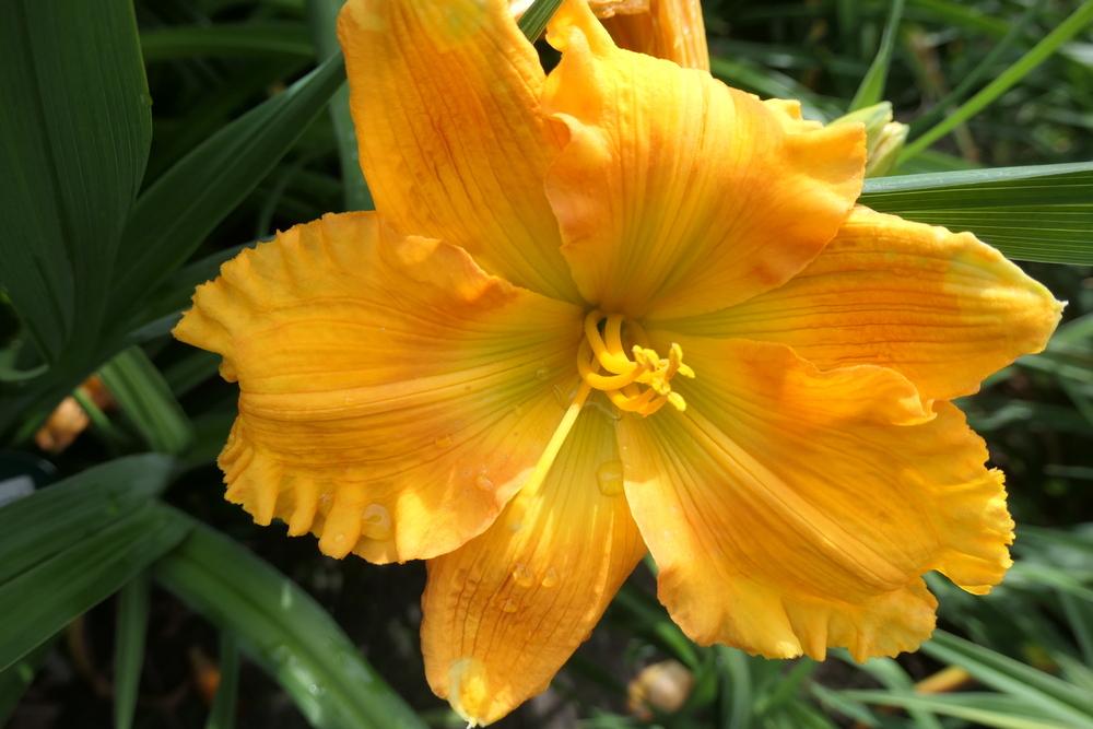 Photo of Daylily (Hemerocallis 'Handsome Ross Carter') uploaded by Caruso