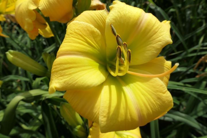 Photo of Daylily (Hemerocallis 'Far from the Madding Crowd') uploaded by Caruso