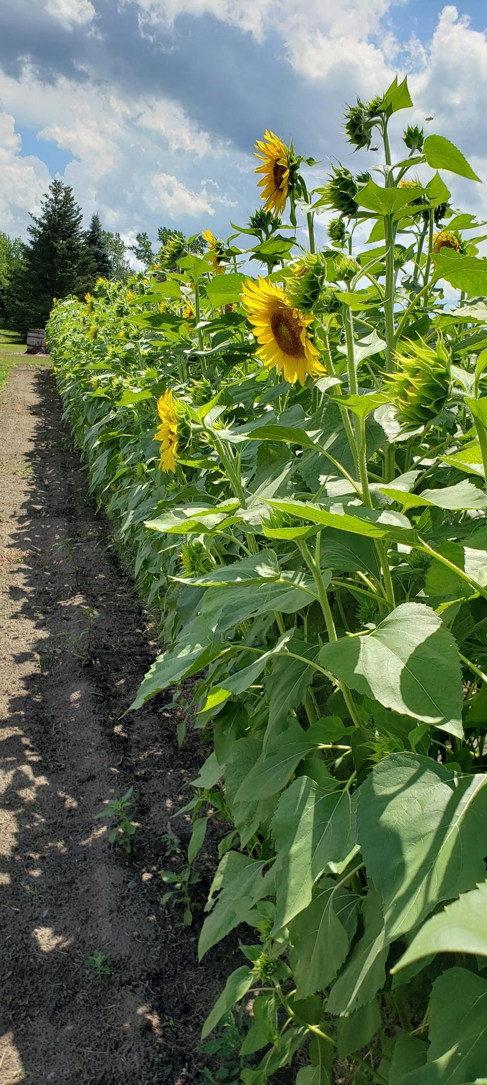 Photo of Sunflower (Helianthus annuus 'Black Oil') uploaded by katesflowers