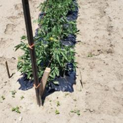
Date: 2020-06-30
Sungold Tomato, staking method, weed control