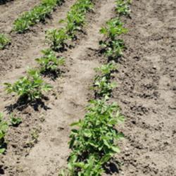 
Date: 2020-06-30
Pontiac Red Potato crop, week 4, second hilling