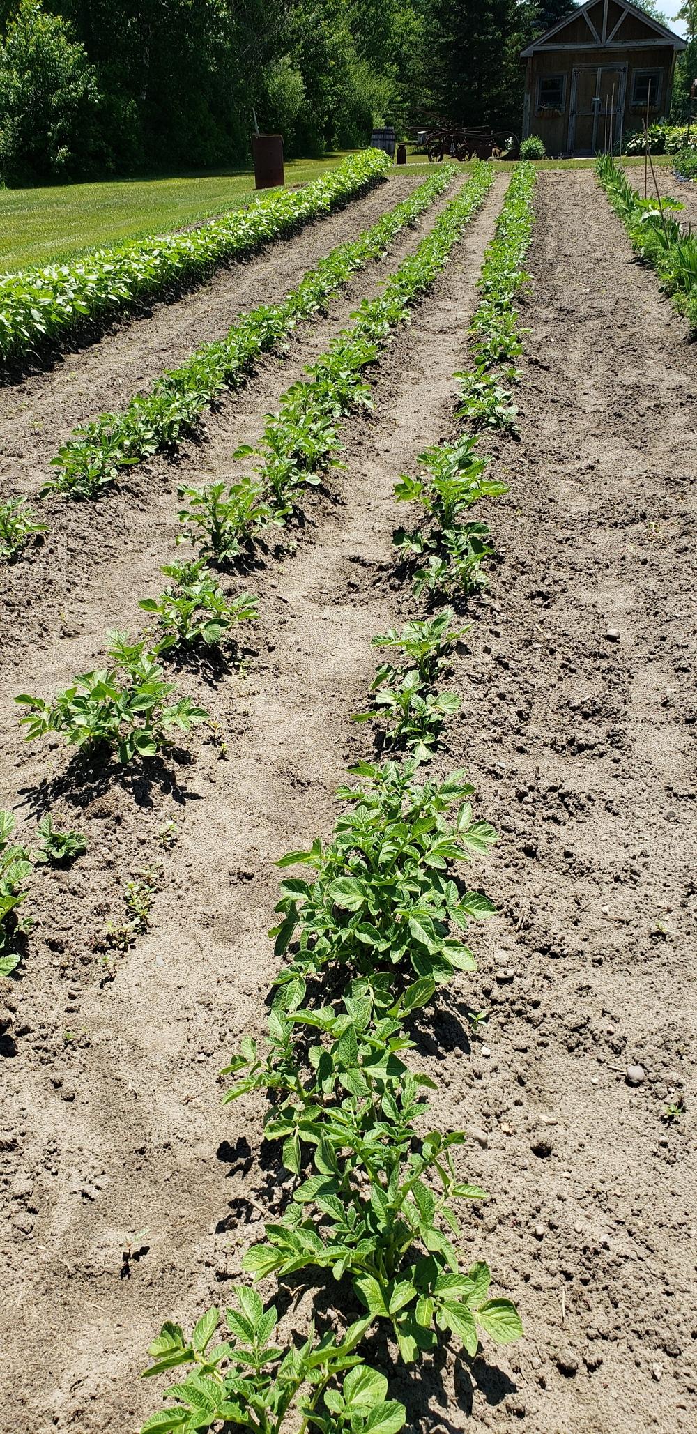 Photo of Potato (Solanum tuberosum 'Red Pontiac') uploaded by katesflowers