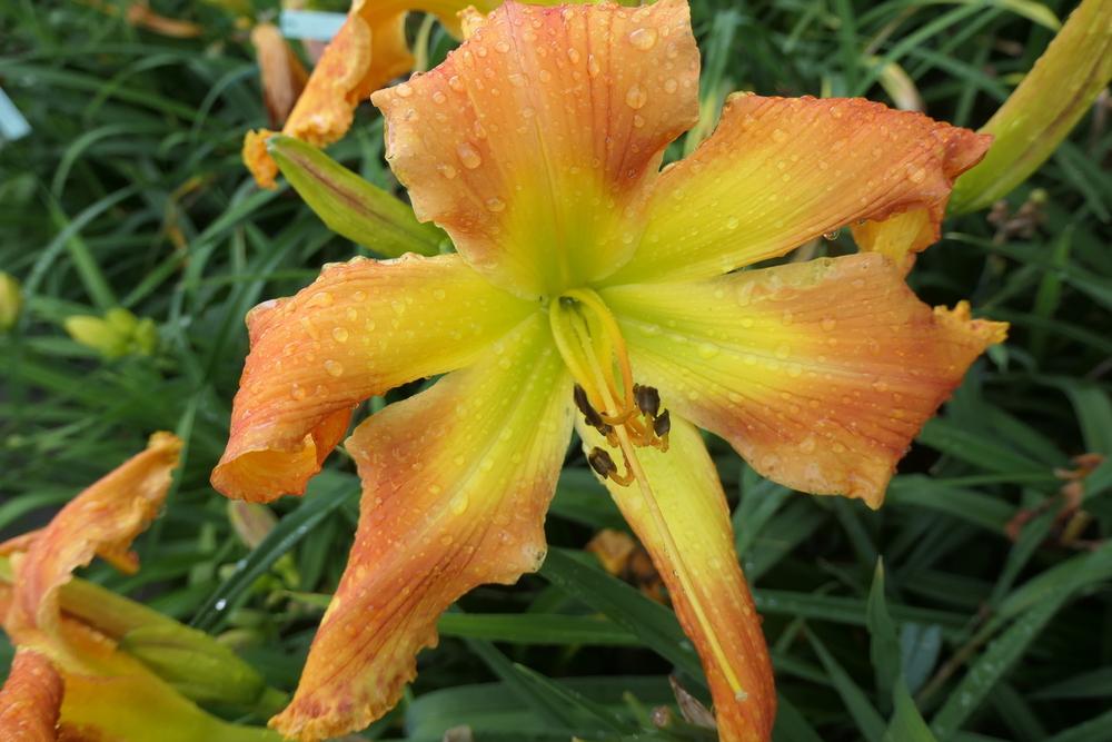 Photo of Daylily (Hemerocallis 'Mean Green') uploaded by Caruso
