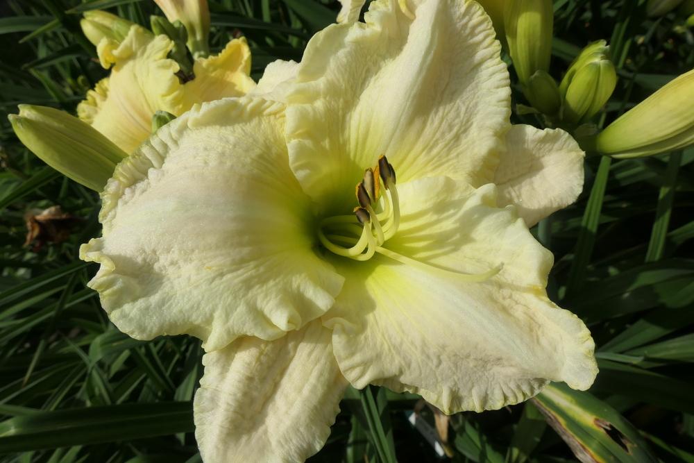 Photo of Daylily (Hemerocallis 'Lime Frost') uploaded by Caruso