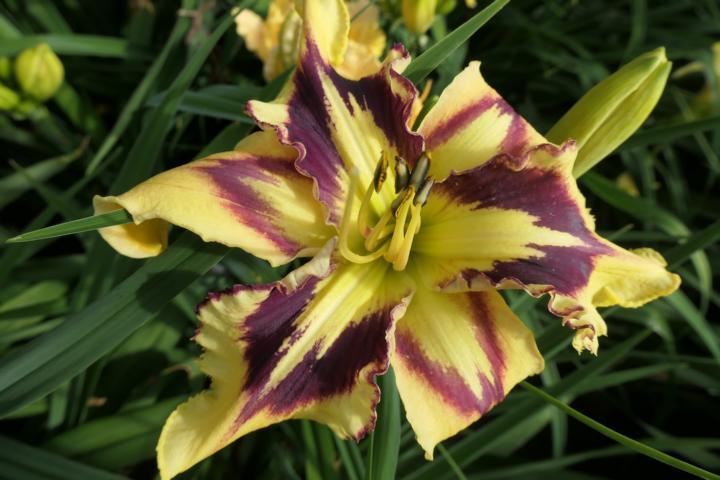Photo of Daylily (Hemerocallis 'Points of Pride') uploaded by Caruso
