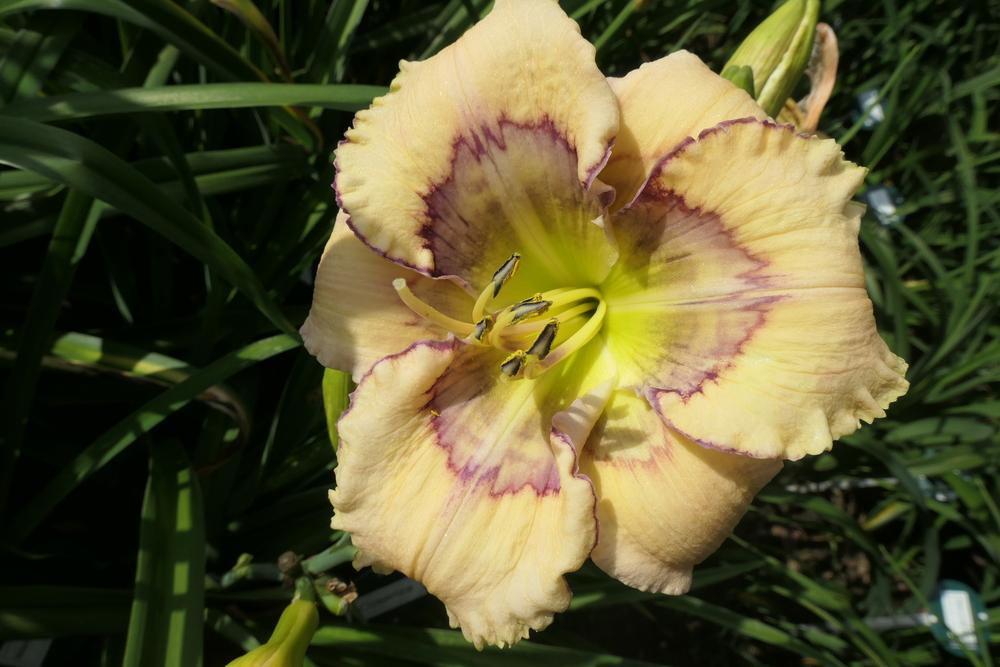Photo of Daylily (Hemerocallis 'Marseilles Watercolor') uploaded by Caruso