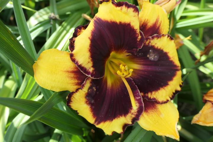 Photo of Daylily (Hemerocallis 'Magnify the Lord') uploaded by Caruso