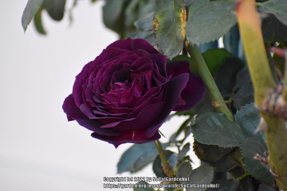 Photo of Rose (Rosa 'Ebb Tide') uploaded by SoCalGardenNut
