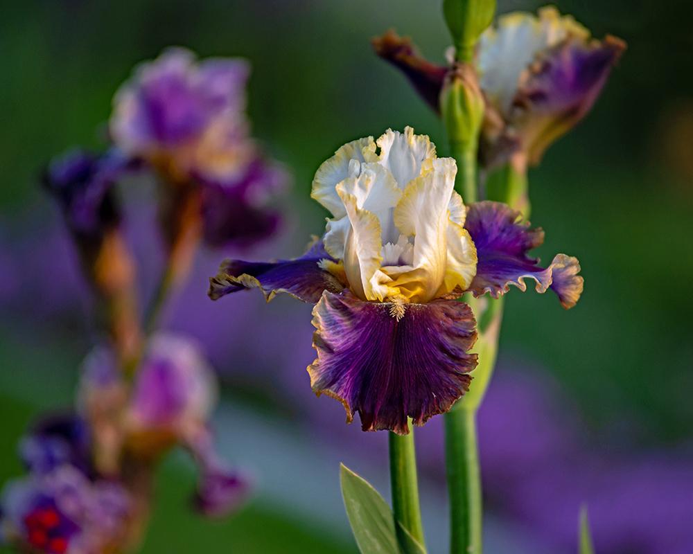 Photo of Tall Bearded Iris (Iris 'Dietmar Brixy') uploaded by dirtdorphins