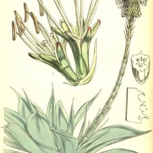 illustration [as A. celsii] by W. Fitch from 'Curtis's Botanical 
