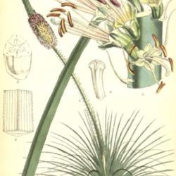
Date: c. 1856
illustration by W. Fitch from 'Curtis's Botanical Magazine', 1856