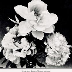 
Date: c. 1935
photo of Tree Peonies 'Akebono', 'Fuji-botan' and 'Souvenir du Pr