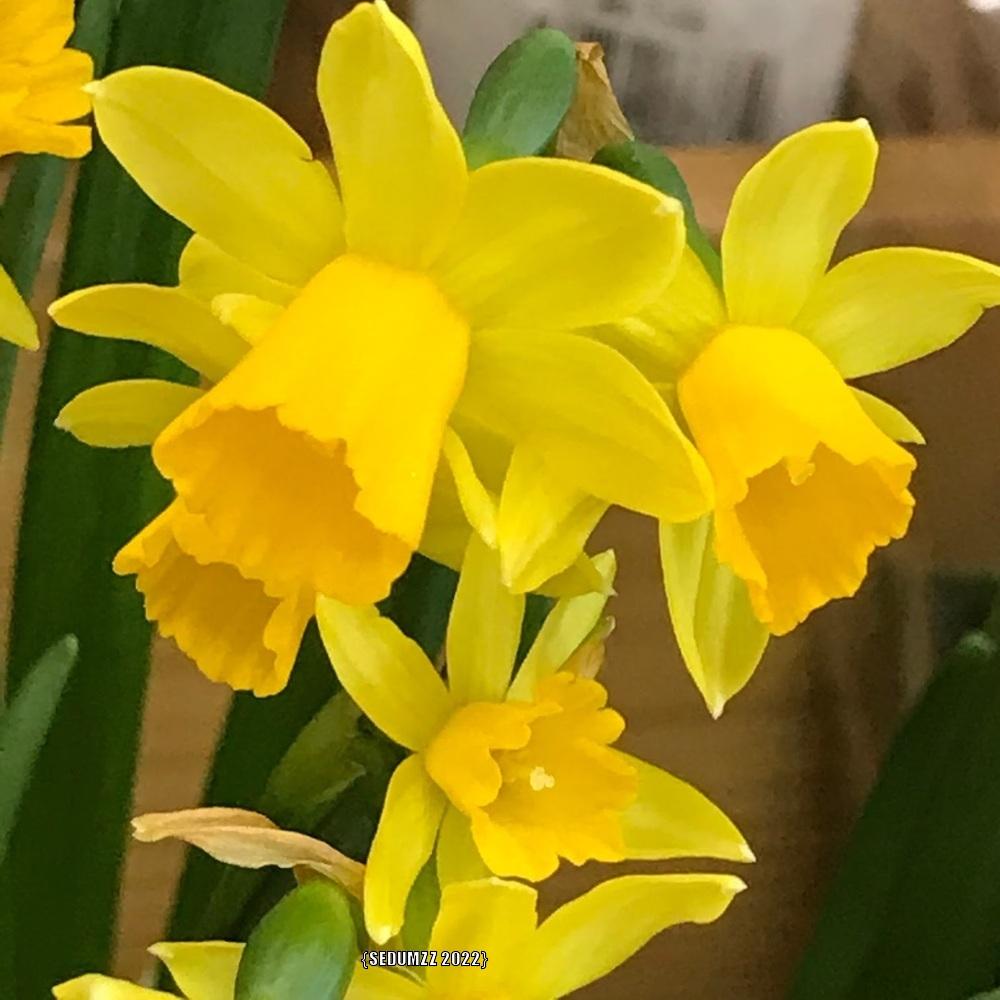 Photo of Daffodil (Narcissus 'Tete-a-Tete') uploaded by sedumzz