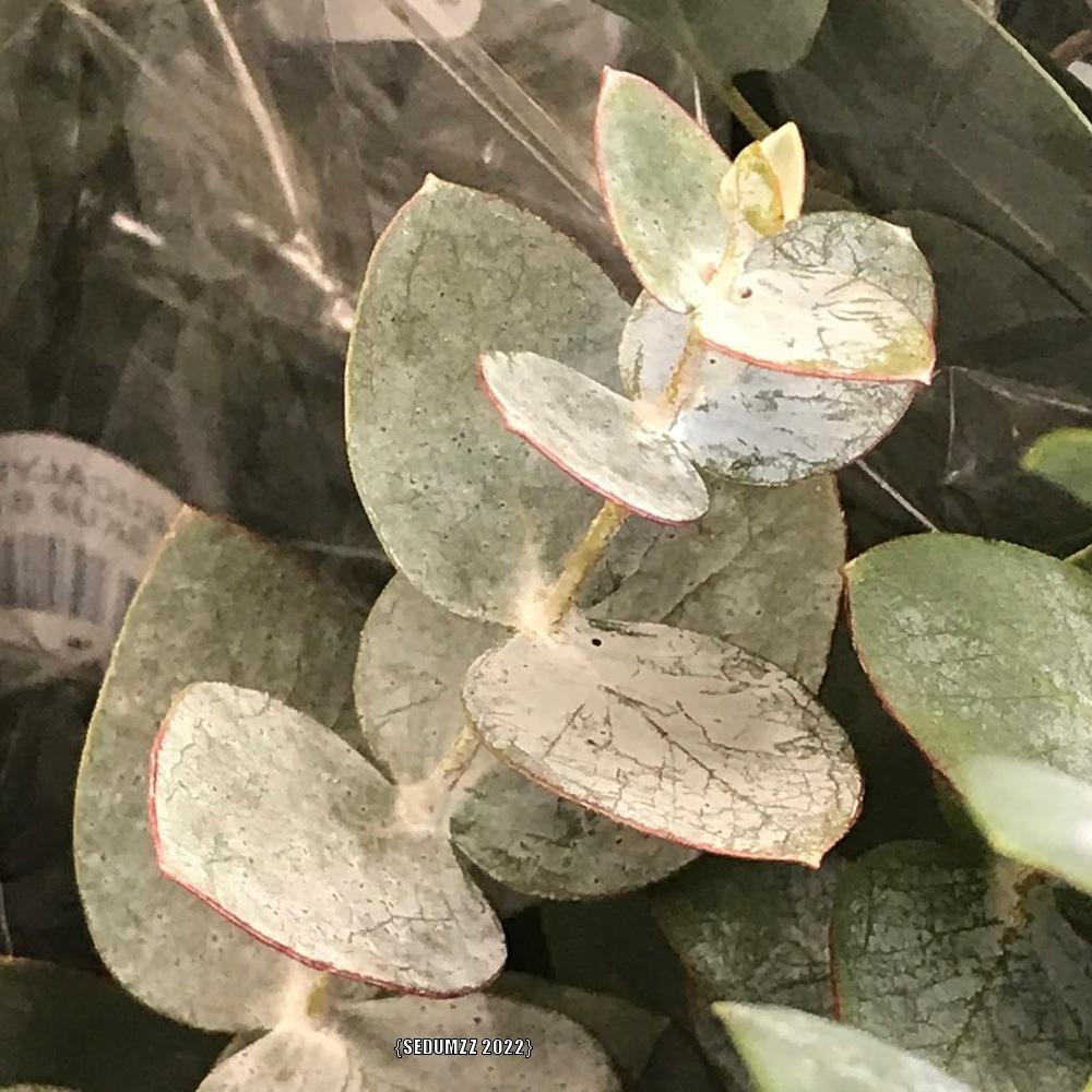 Photo of Florist Silver Dollar (Eucalyptus pulverulenta 'Baby Blue') uploaded by sedumzz