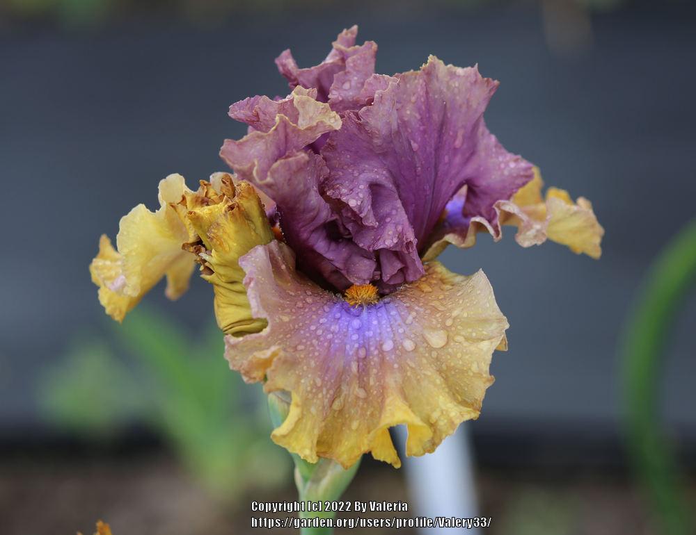 Photo of Tall Bearded Iris (Iris 'Land Down Under') uploaded by Valery33