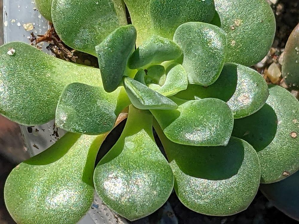 Photo of Pacific Stonecrop (Sedum spathulifolium) uploaded by Aeonium2003