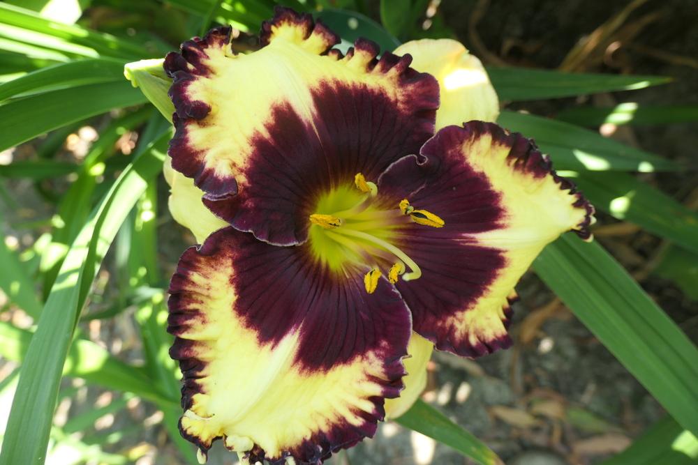 Photo of Daylily (Hemerocallis 'Simply Leaves Me Breathless') uploaded by Caruso
