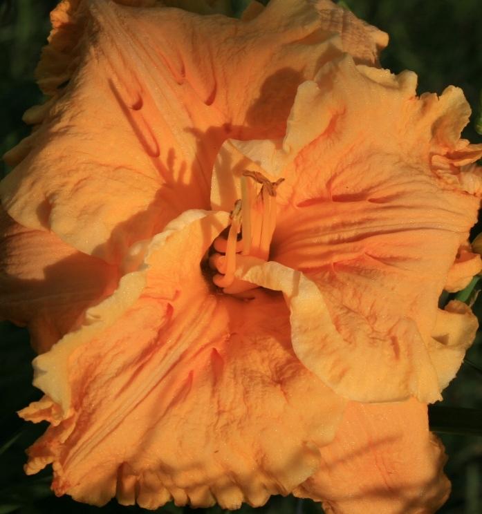 Photo of Daylily (Hemerocallis 'Bas Relief') uploaded by Sidegate