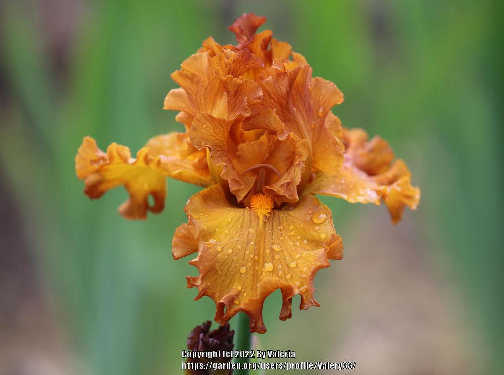 Photo of Tall Bearded Iris (Iris 'Golden Panther') uploaded by Valery33