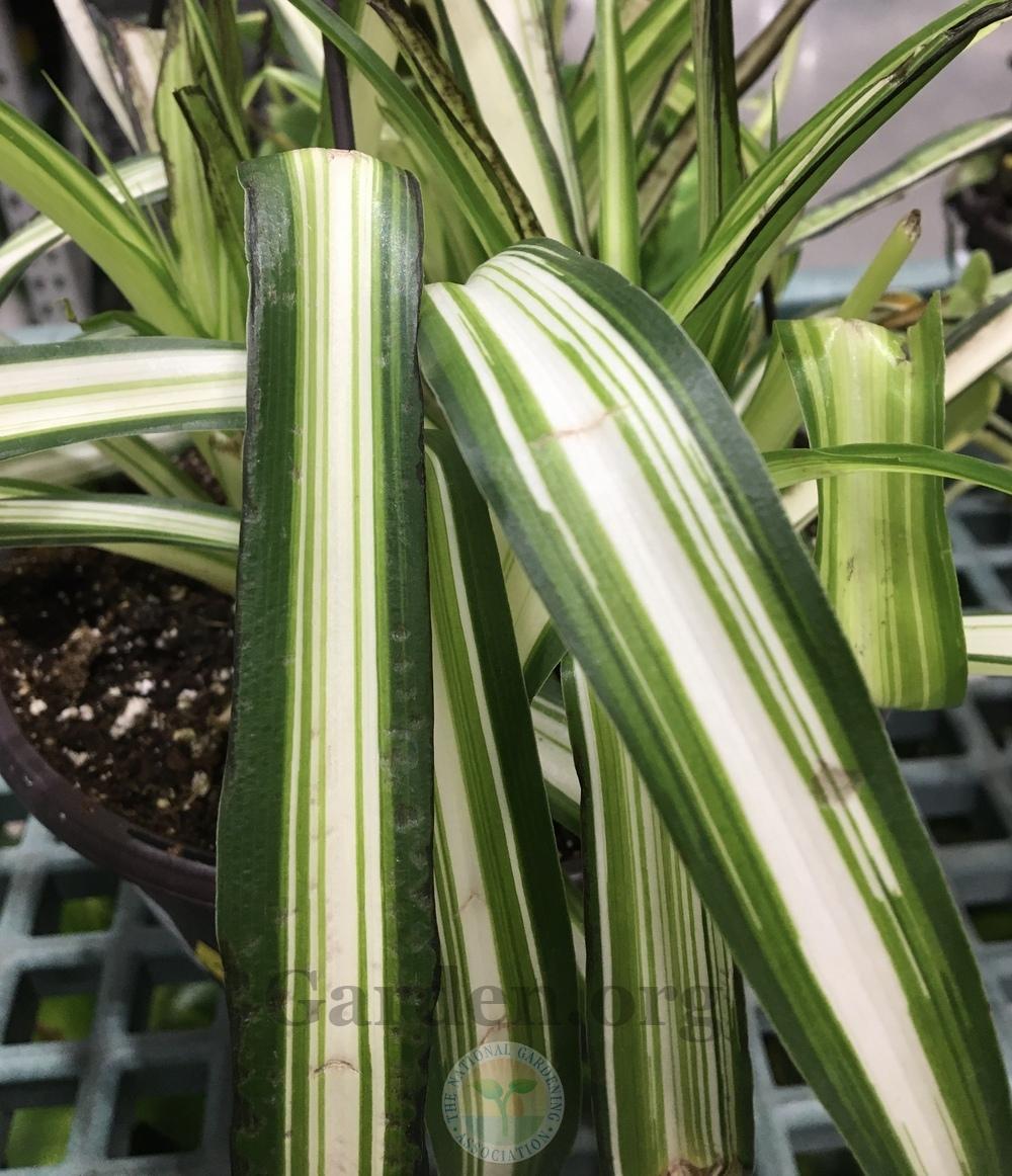 Photo of Variegated Spider Plant (Chlorophytum comosum 'Vittatum') uploaded by BlueOddish