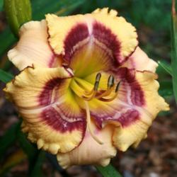 Location: Suwanee
Daylily 'Magical Morning' showed a patterned eye when the weather