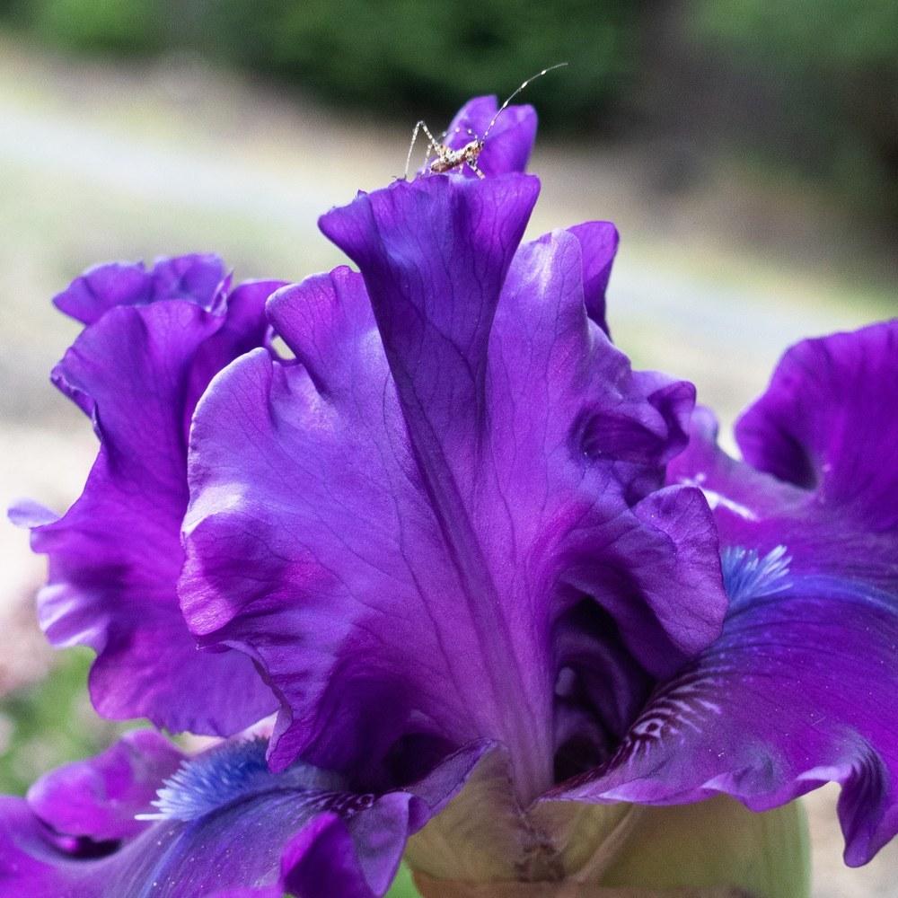 Photo of Tall Bearded Iris (Iris 'Standing Proud') uploaded by This_is_katana