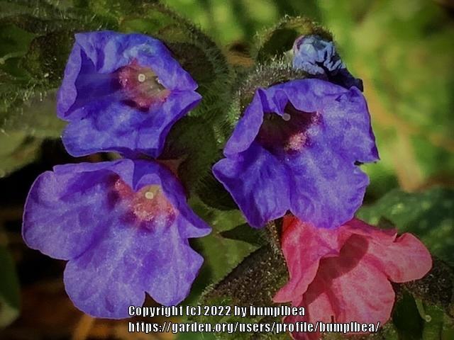 Photo of Soldiers and Sailors (Pulmonaria officinalis) uploaded by bumplbea