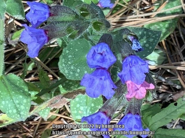 Photo of Soldiers and Sailors (Pulmonaria officinalis) uploaded by bumplbea