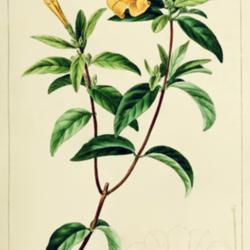 
Date: c. 1819
illustration [as Bignonia sempervirens] by P. Bessa from 'Herbier