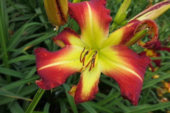 Photo of Daylily (Hemerocallis 'The Blood Is the Life') uploaded by Caruso