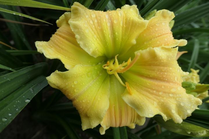 Photo of Daylily (Hemerocallis 'Texas Beautiful Bouquet') uploaded by Caruso