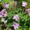 - Leaves are more filled out than those of the Musk Mallow.
