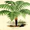 illustration [as Dicksonia chrysotricha] by P. DePannemaeker from