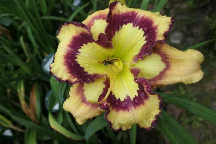 Photo of Daylily (Hemerocallis 'Violet Stained Glass') uploaded by Caruso