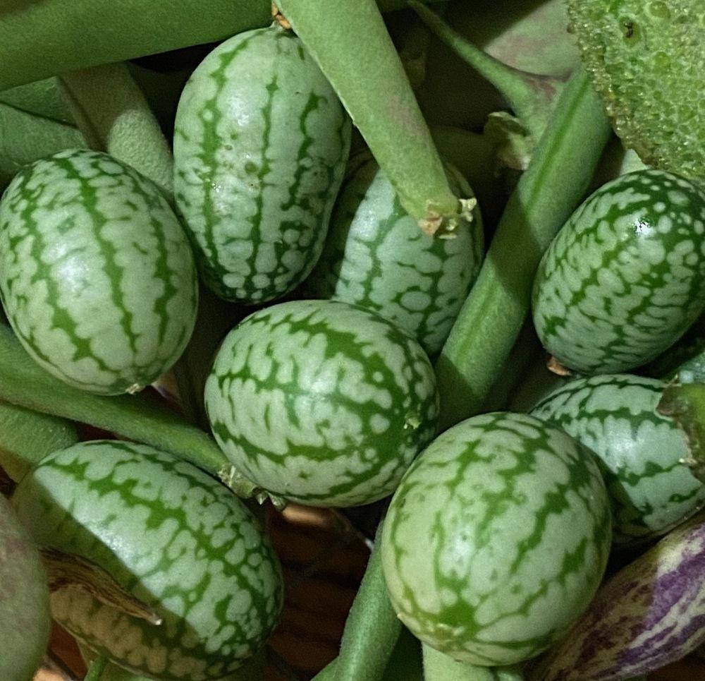 Photo of Cucamelon (Melothria scabra) uploaded by JessabelleJLH