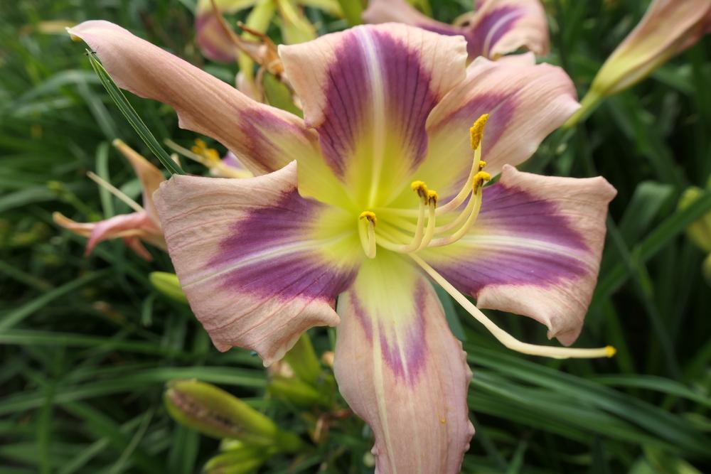 Photo of Daylily (Hemerocallis 'We Can Dance') uploaded by Caruso