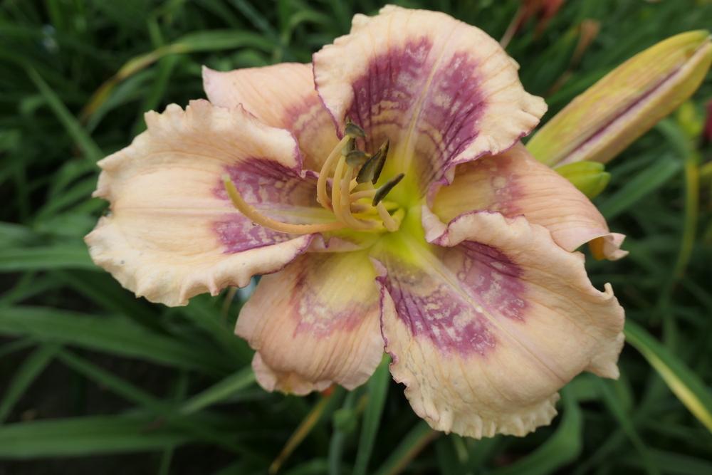 Photo of Daylily (Hemerocallis 'Whale Tails') uploaded by Caruso