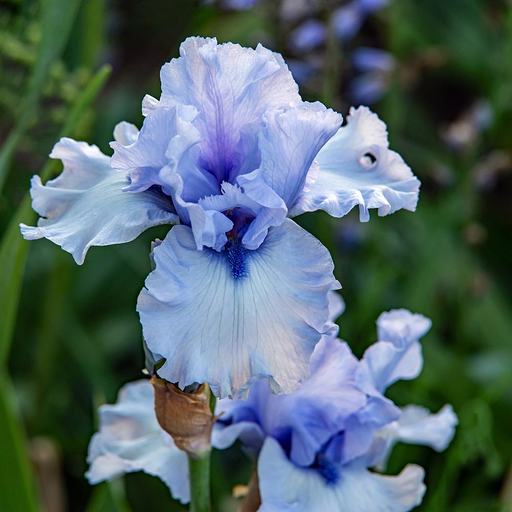 Photo of Tall Bearded Iris (Iris 'Blue Trill') uploaded by dirtdorphins