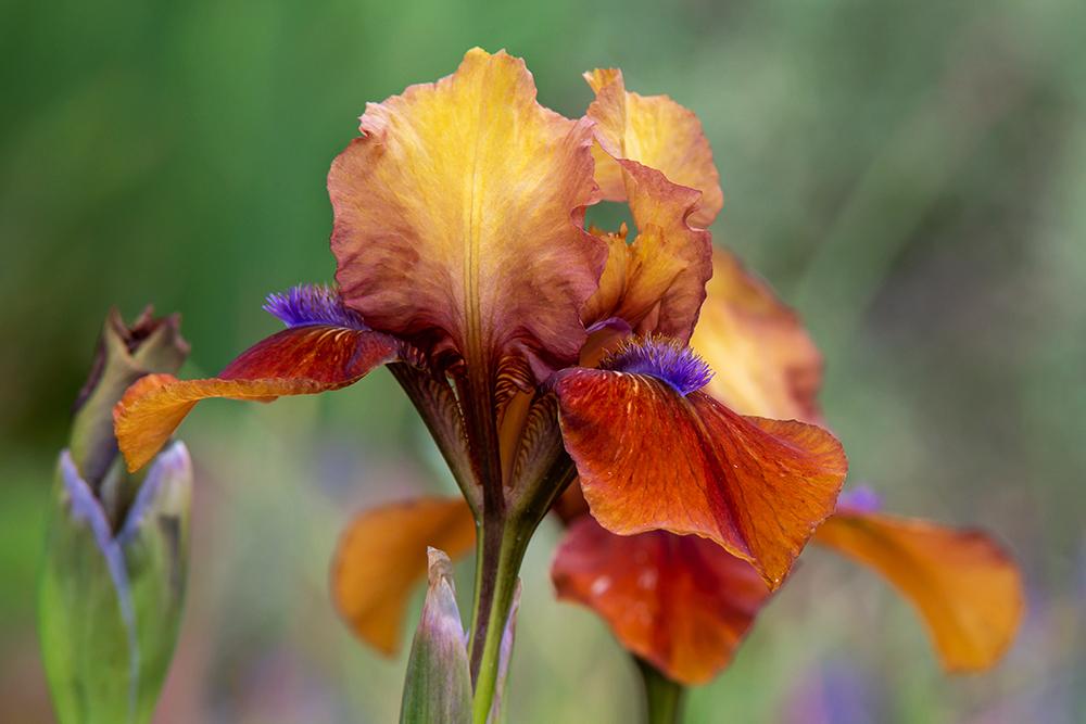 Photo of Standard Dwarf Bearded Iris (Iris 'Tantara') uploaded by dirtdorphins